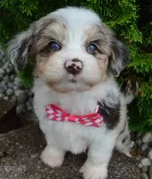 Mini Ava, a female Miniature Aussiedoodle for sale in Celina, OH – 10 of 10