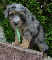 Mini Asher, a male Miniature Aussiedoodle for sale in Celina, OH – 4 of 10