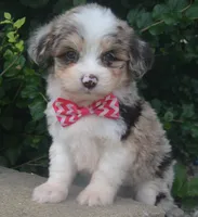 Mini Ava, a female Miniature Aussiedoodle for sale in Celina, OH – 6 of 10