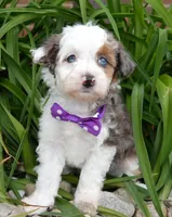 Mini Aspen, a female Miniature Aussiedoodle for sale in Celina, OH – 3 of 10