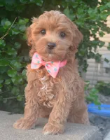 Sadie, a female Shihpoo for sale in Celina, OH – 3 of 10