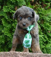 Mini Axel, a male Miniature Aussiedoodle for sale in Celina, OH – 9 of 10