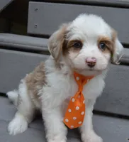Mini Ace, a male Miniature Aussiedoodle for sale in Celina, OH – 7 of 10