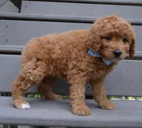 Mini Ginger, a male Miniature Goldendoodle for sale in Celina, OH – 2 of 10