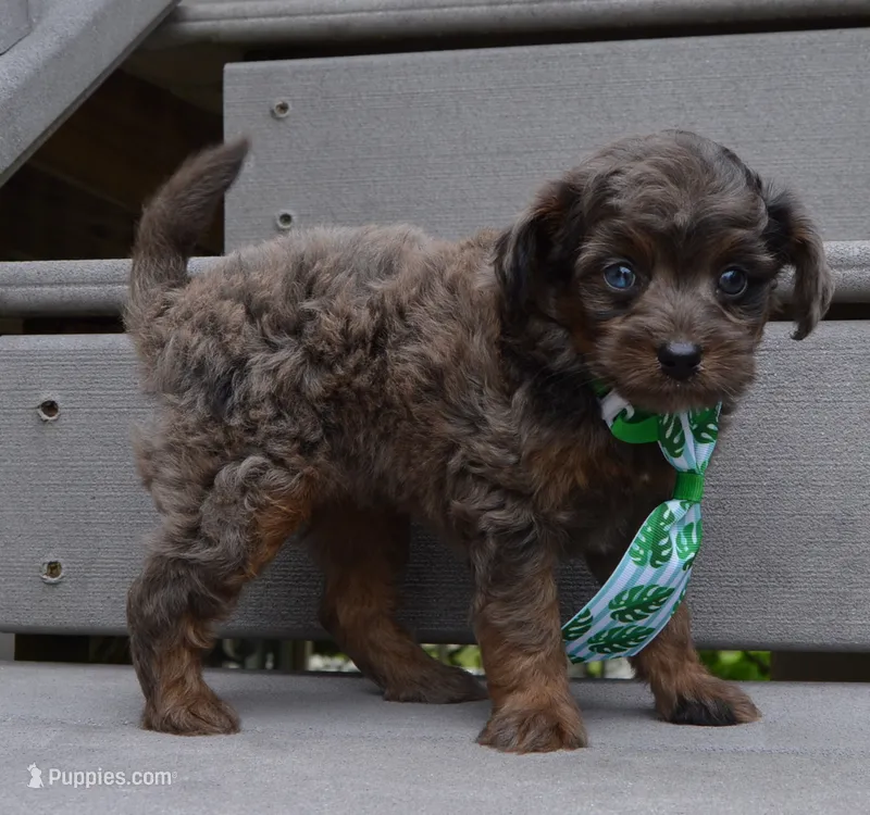 Mini Axel – Miniature Aussiedoodle puppy for sale in Celina, OH