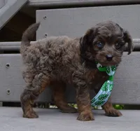 Mini Axel, a male Miniature Aussiedoodle for sale in Celina, OH – 1 of 10