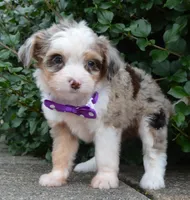 Mini Aspen, a female Miniature Aussiedoodle for sale in Celina, OH – 3 of 10