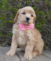 Mini Gabby, a female Miniature Goldendoodle for sale in Celina, OH – Photo 7 of 10