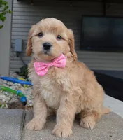 Mini Gabby, a female Miniature Goldendoodle for sale in Celina, OH – Photo 1 of 10