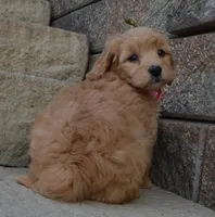 Mini Gabby, a female Miniature Goldendoodle for sale in Celina, OH – Photo 2 of 10