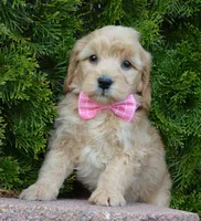 Mini Gabby, a female Miniature Goldendoodle for sale in Celina, OH – Photo 5 of 10
