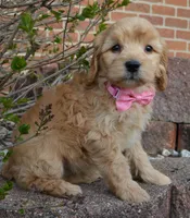 Mini Gabby, a female Miniature Goldendoodle for sale in Celina, OH – Photo 9 of 10