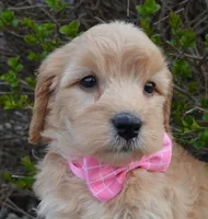 Mini Gabby, a female Miniature Goldendoodle for sale in Celina, OH – Photo 8 of 10