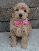 Mini Gabby, a female Miniature Goldendoodle for sale in Celina, OH – Photo 3 of 10