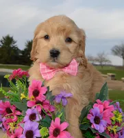 Mini Gabby, a female Miniature Goldendoodle for sale in Celina, OH – Photo 10 of 10