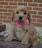 Mini Gabby, a female Miniature Goldendoodle for sale in Celina, OH – Photo 4 of 10