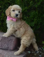 Mini Gabby, a female Miniature Goldendoodle for sale in Celina, OH – Photo 6 of 10