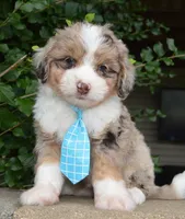 Mini Asher, a male Miniature Aussiedoodle for sale in Celina, OH – 7 of 10