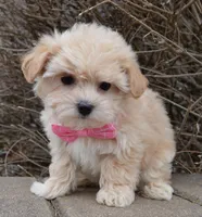 Maggie, a female Maltipoo for sale in Celina, OH – Photo 3 of 10