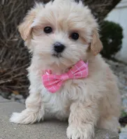 Maggie, a female Maltipoo for sale in Celina, OH – Photo 8 of 10