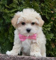 Maggie, a female Maltipoo for sale in Celina, OH – Photo 7 of 10