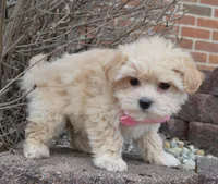 Maggie, a female Maltipoo for sale in Celina, OH – Photo 6 of 10