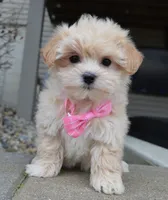 Maggie, a female Maltipoo for sale in Celina, OH – Photo 5 of 10