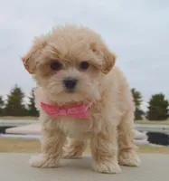 Maggie, a female Maltipoo for sale in Celina, OH – Photo 9 of 10