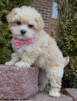 Maggie, a female Maltipoo for sale in Celina, OH – Photo 1 of 10