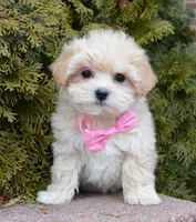 Maggie, a female Maltipoo for sale in Celina, OH – Photo 4 of 10