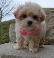 Maggie, a female Maltipoo for sale in Celina, OH – Photo 2 of 10