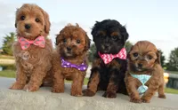 TINY Sam, a male Shihpoo for sale in Celina, OH – 10 of 10