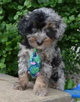 Mini Asher, a male Miniature Aussiedoodle for sale in Celina, OH – 2 of 10