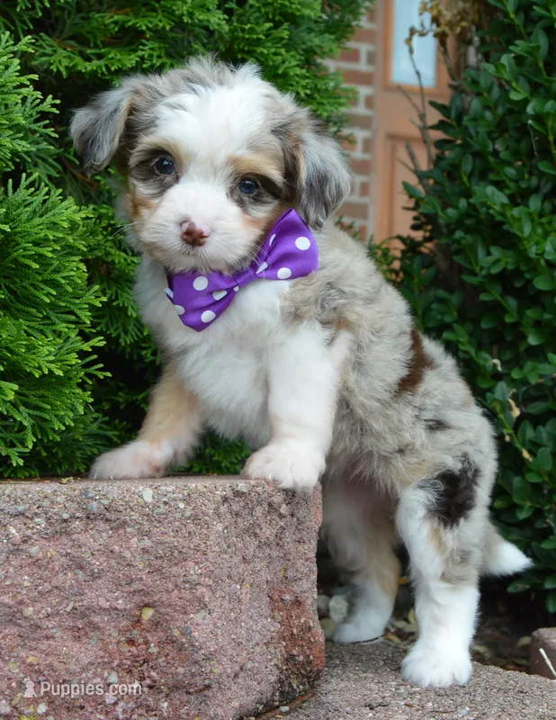 Mini Aspen – Miniature Aussiedoodle puppy for sale in Celina, OH