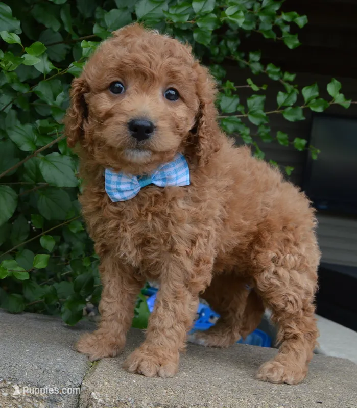 Mini Ginger – Miniature Goldendoodle puppy for sale in Celina, OH