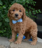Mini Ginger, a male Miniature Goldendoodle for sale in Celina, OH – 1 of 10