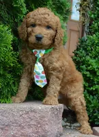 Mini Gus, a male Miniature Goldendoodle for sale in Celina, OH – 1 of 10