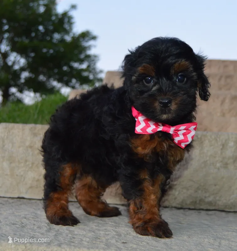 Sunny – Shihpoo puppy for sale in Celina, OH