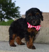 Sunny, a female Shihpoo for sale in Celina, OH – 1 of 10