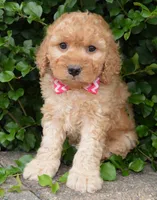 Mini Gigi, a male Miniature Goldendoodle for sale in Celina, OH – 4 of 10