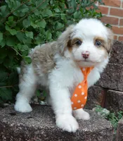 Mini Ace, a male Miniature Aussiedoodle for sale in Celina, OH – 10 of 10