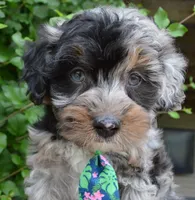 Mini Asher, a male Miniature Aussiedoodle for sale in Celina, OH – 1 of 10