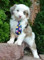 Mini Auggie, a male Miniature Aussiedoodle for sale in Celina, OH – 10 of 10