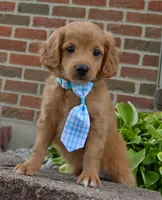Mini Gordon, a male Miniature Goldendoodle for sale in Celina, OH – 5 of 10