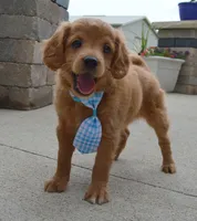 Mini Gordon, a male Miniature Goldendoodle for sale in Celina, OH – 7 of 10