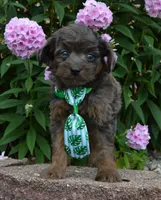 Mini Axel, a male Miniature Aussiedoodle for sale in Celina, OH – 6 of 10