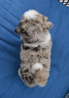 Mini Ava, a female Miniature Aussiedoodle for sale in Celina, OH – 5 of 10