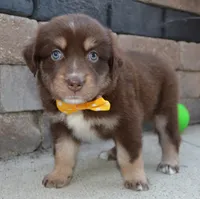 Angel, a female Australian Shepherd for sale in Celina, OH – 6 of 10