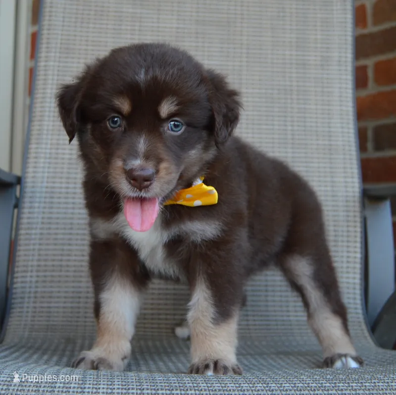 Angel – Australian Shepherd puppy for sale in Celina, OH