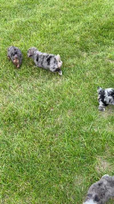 Mini Aspen, a female Miniature Aussiedoodle for sale in Celina, OH – 10 of 10